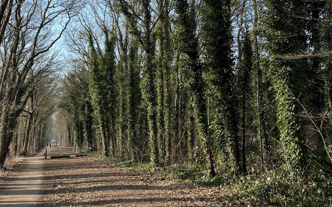 Regeneratief leiderschap: visie in actie voor een toekomstbestendige gebouwde omgeving
